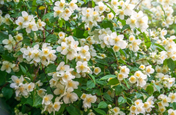 10درختچه زینتی با گلهای سفید